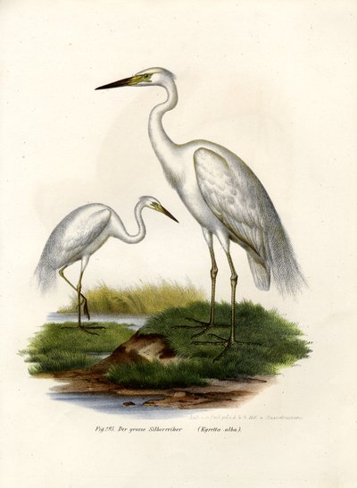 Great White Egret by German School